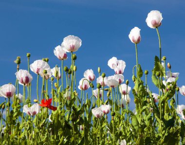 Latin papaver somniferum, haşhaş tarlasında çiçek açan afyon haşhaş tarlası, beyaz renkli haşhaş Çek Cumhuriyeti 'nde gıda endüstrisi için yetiştirilir. 