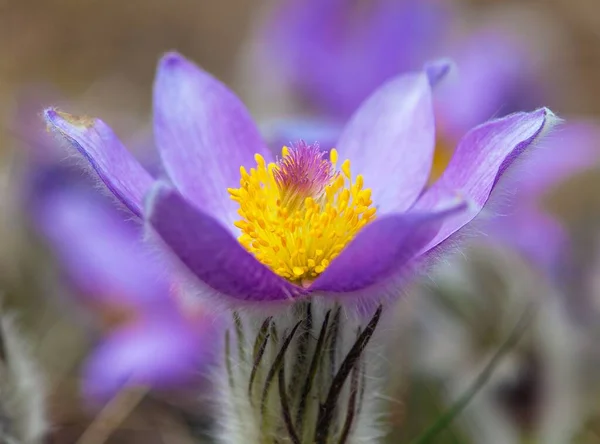 Pasqueflower Piękny Niebieski Kwiat Większy Pasque Kwiat Lub Pasqueflower Łące — Zdjęcie stockowe