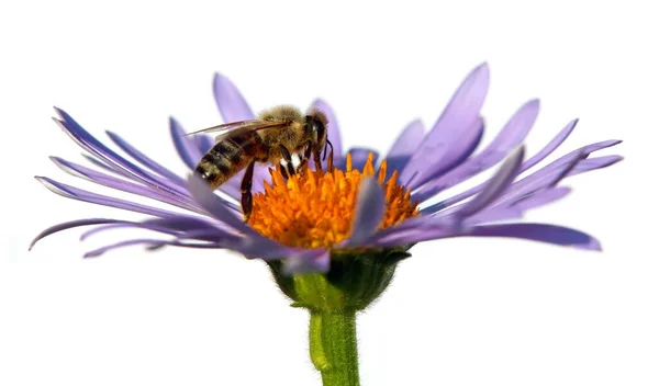 ラテン語で蜂やミツバチ Apis Mellifera ヨーロッパまたは西洋のミツバチは 白い背景に隔離された青紫色または紫色の花に座っています — ストック写真