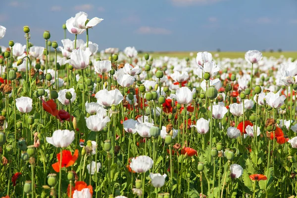 Campo Amapola Opio Con Flores Latín Somniferum Papaver Campo Amapola — Foto de Stock