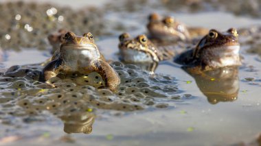 Latince Rana temporaria 'da yumurtalı Avrupa Kahverengi Kurbağası