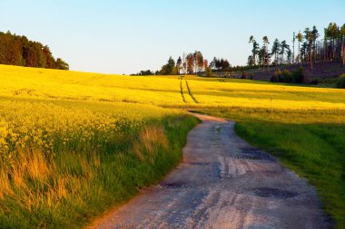 Kırsal yol ve ağaçla Latince brassica napus 'ta tecavüz tohumu yeşil enerji ve petrol endüstrisinin bitkisidir. 