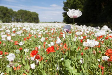 Latin papaver somniferum 'da afyon tarlası, kırmızı gelinciklerle otlanan haşhaş tarlası, Çek Cumhuriyeti' nde gıda endüstrisi için beyaz haşhaş yetiştirilir.