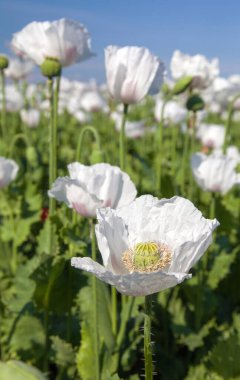 Latin papaver somniferum, haşhaş tarlasında çiçek açan afyon haşhaş tarlası, beyaz renkli haşhaş Çek Cumhuriyeti 'nde gıda endüstrisi için yetiştirilir. 