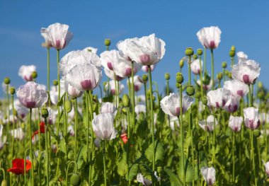 Latin papaver somniferum, haşhaş tarlasında çiçek açan afyon haşhaş tarlası, beyaz renkli haşhaş Çek Cumhuriyeti 'nde gıda endüstrisi için yetiştirilir. 