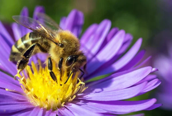Biene Oder Honigbiene Auf Lateinisch Apis Mellifera Europäische Oder Westliche — Stockfoto