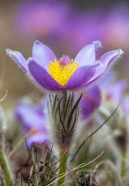 パスクフラワー 牧草地で ラテン語のパルサッラ グランディスで より大きな桃の花や牧草地の牧草地の牧草地の花の美しい青の花 — ストック写真