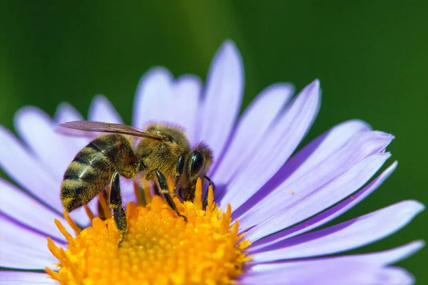 Abelha Abelha Latim Apis Mellifera Abelha Européia Ocidental Sentada Azul — Fotografia de Stock