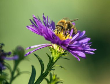 Arı ya da bal arısı Latin Apis Mellifera, Avrupa ya da batı bal arısı Mavi sarı menekşe ya da mor çiçekte oturuyor