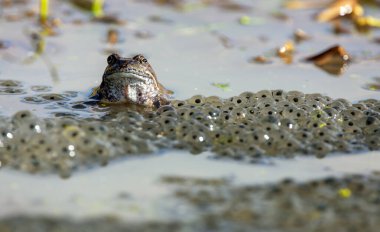 Latince Rana temporaria 'da yumurtalı Avrupa Kahverengi Kurbağası