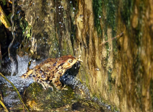 Latince bufo bufo bufo renginde yaygın ya da Avrupa kurbağası.