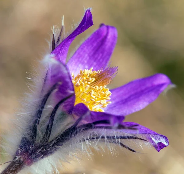 Паскуфлауер Прекрасна Блакитна Квітка Великої Пасовищної Квітки Або Паски Лузі — стокове фото