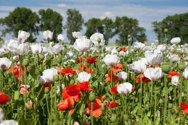 Campo Amapola Opio Con Flores Latín Somniferum Papaver Campo Amapola — Foto de Stock