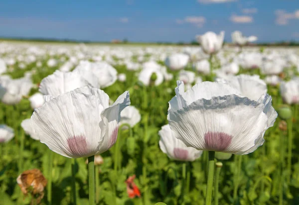 ラテン語の用紙サバのアヘンケシ畑の開花 ケシ畑 白い色のケシは 食品産業のためにチェコ共和国で栽培されています — ストック写真
