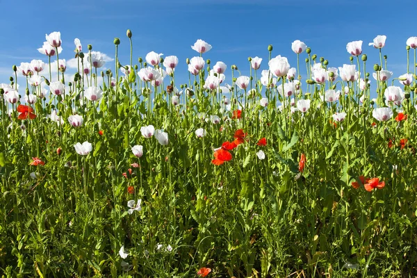 Campo Amapola Opio Con Flores Latín Somniferum Papaver Campo Amapola — Foto de Stock