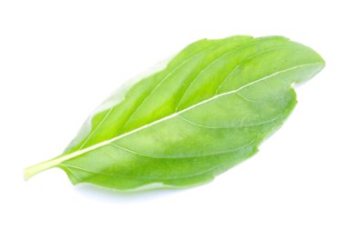 Yeşil fesleğen yaprağı