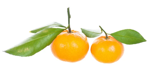 Two mandarins with green leaves — Stock Photo, Image