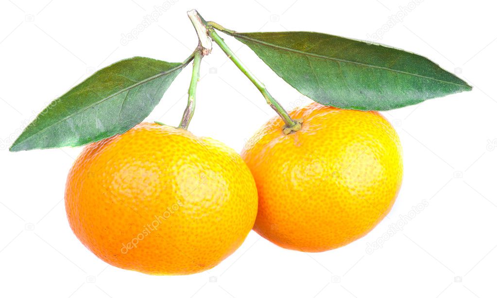 Two mandarins with green leaves