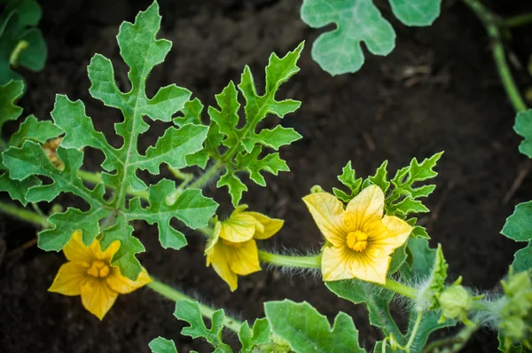 Genç karpuz sarı çiçek