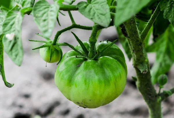 Două fructe de roșii verzi — Fotografie, imagine de stoc