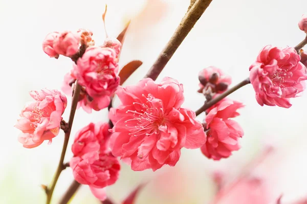 Różowe wiśniowe kwiaty kwitnące — Zdjęcie stockowe
