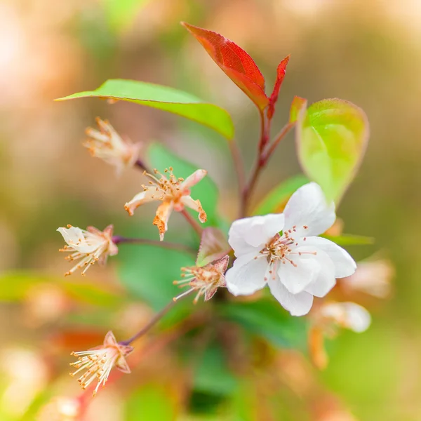 Bloomed kwiat wiśni — Zdjęcie stockowe