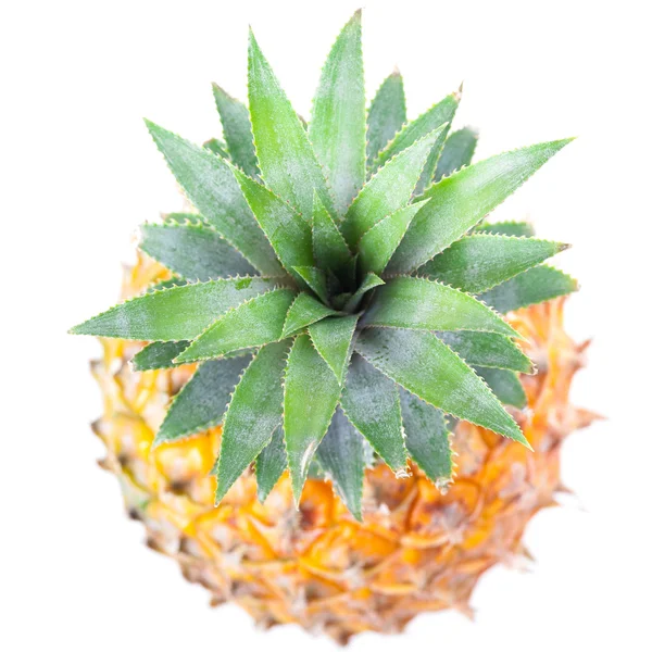 Top of Ripe Pineapple — Stock Photo, Image