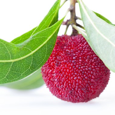 bir waxberry yakın çekim