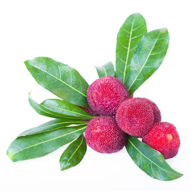 Waxberry or bayberry clipart
