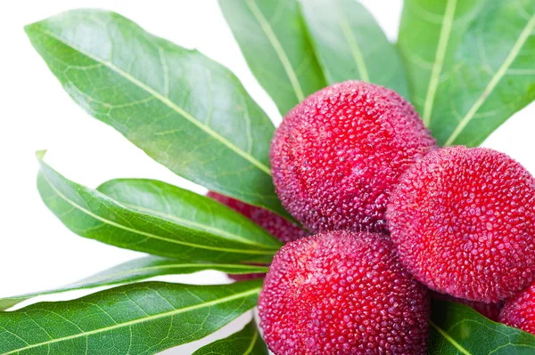 waxberry veya bayberry kapat