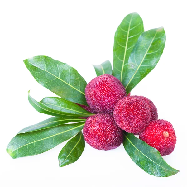 Waxberry of bayberry Stockafbeelding