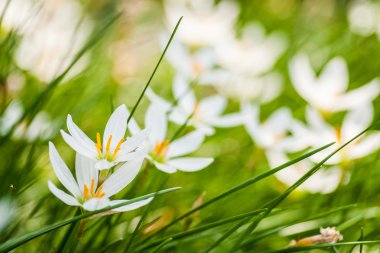 Yeşil üzerine beyaz çiçekler