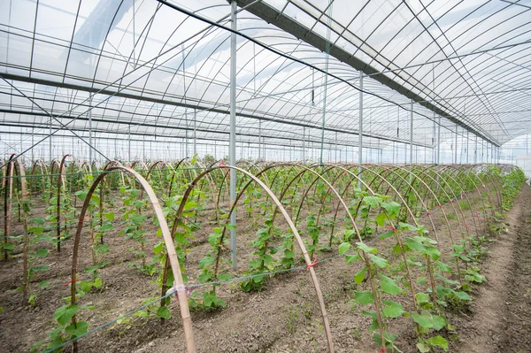 Gurke im Gewächshaus — Stockfoto