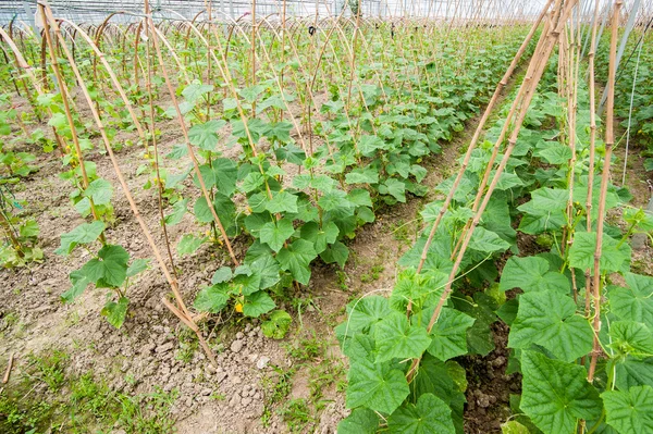 Pepino em estufa — Fotografia de Stock