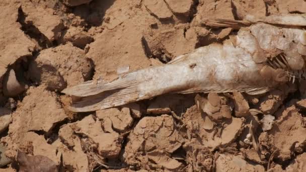 The skeleton of a fish on the ground during the draught. — Stock Video