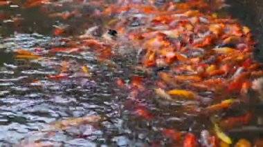 Gölde balık sazan balığı.