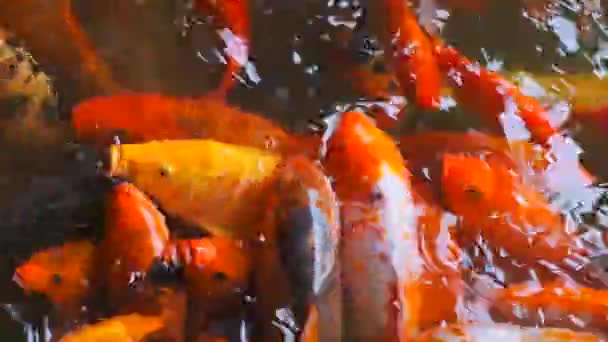 池塘里的金鱼鱼 — 图库视频影像