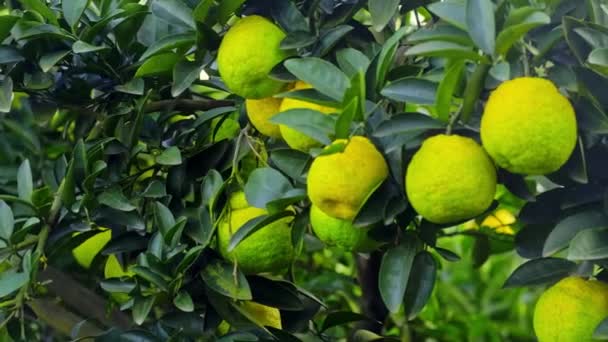Нестиглі соковиті апельсини на дереві в цитрусовому саду . — стокове відео