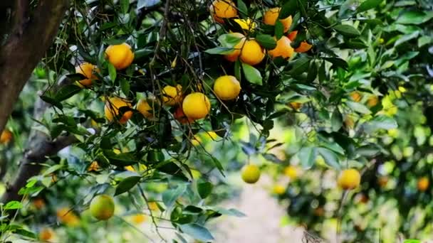 Maturare succose arance dolci su un albero in un agrumeto, messa a fuoco selettiva. — Video Stock