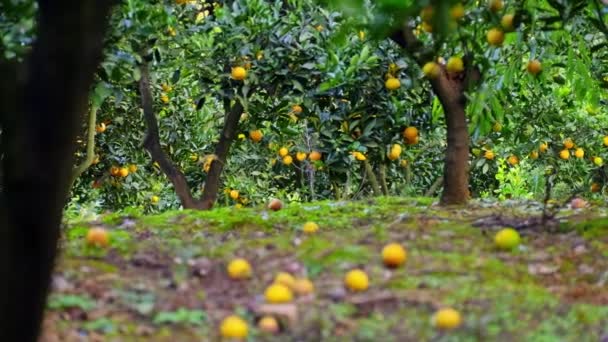Rijp sappige zoete sinaasappels op een boom in een citrusboomgaard, selectieve focus. — Stockvideo