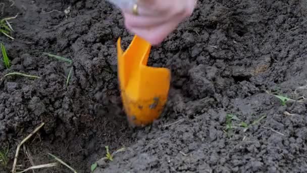 Mujer está plantando cebollas con brotes en el jardín casero. — Vídeo de stock