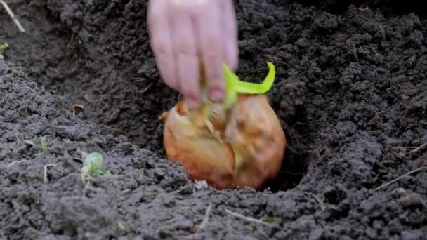 Barnet planterar lök med groddar i hemträdgården. — Stockvideo