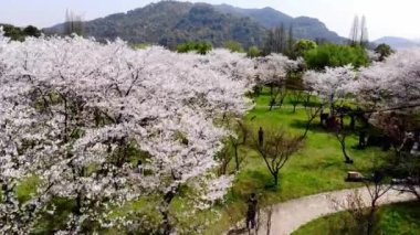Beyaz kiraz çiçeklerinin açtığı bir parkın panoramik görüntüsü
