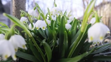 Rüzgarda sallanan kar damlaları. Çiçekler açıyor..