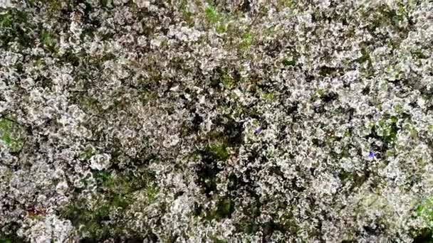 Panoramautsikt over en park der hvite kirsebærblomster vokser – stockvideo