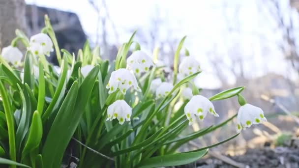 Glade of snowdrops close-up swaying in the wind and hand. — Stock Video