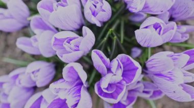 Bahar çiçekli bahçe. Dolly soldan sağa ateş etti. Crocus çiçekleri.