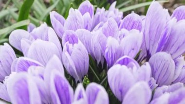 Bahar çiçekli bahçe. Dolly soldan sağa ateş etti. Crocus çiçekleri.