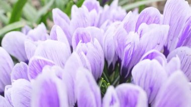 Bahar çiçekli bahçe. Dolly soldan sağa ateş etti. Crocus çiçekleri.