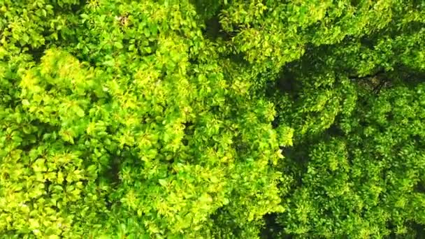 Groene bladeren achtergrond. Luchtfoto van de boomkroon. — Stockvideo